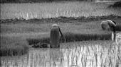 Campesinos trabajando sus tierras. Sundarbans.: by manuel, Views[546]