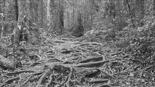 Entramado de raíces. Descenso Rinjani. Lombok