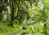 Bosque encantado.: by manuel, Views[205]