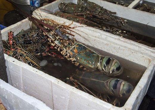 Mercado de pescado (2). Bali
