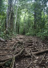 Ascensión Rinjani #day3. Lombok: by manuel, Views[369]