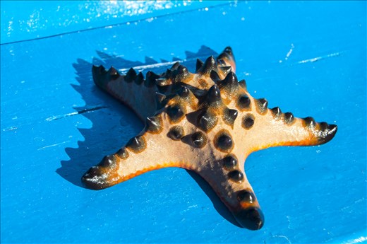 Estrella de mar. Gili Kedis. Lombok