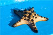 Estrella de mar. Gili Kedis. Lombok: by manuel, Views[425]