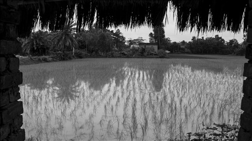 Sundarbans. West Bengal.