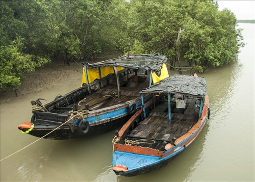 Sundarbans. West Bengal.