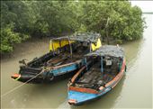 Sundarbans. West Bengal.: by manuel, Views[184]