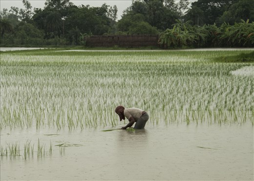 Trabajando la tierra. De camino a Sundarbans. West Bengal.