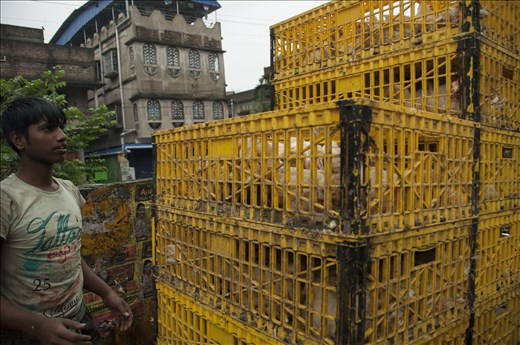 Pollos al principio del día. De camino a Sundarbans. West Bengal.