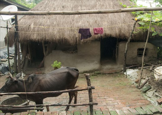 Sundarbans. West Bengal.