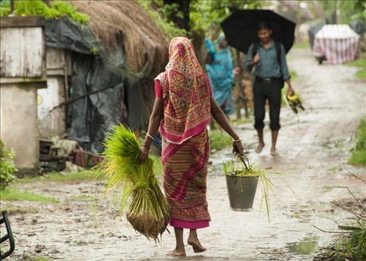 Sundarbans. West Bengal.