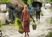 Sundarbans. West Bengal.: by manuel, Views[168]