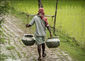 Sundarbans. West Bengal.: by manuel, Views[209]