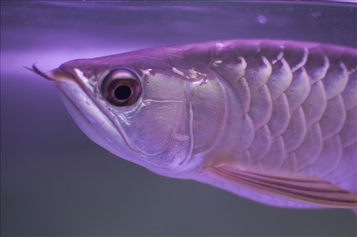 Pez Nacional. Food Court. Georgetown. Malasia