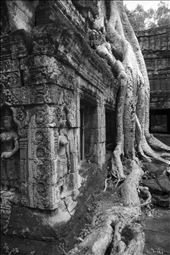 Raíces de Ta Prhom. Siem Reap. Camboya.: by manuel, Views[251]