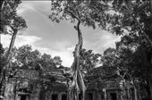 Raíces de Ta Prhom. Siem Reap. Camboya.: by manuel, Views[225]