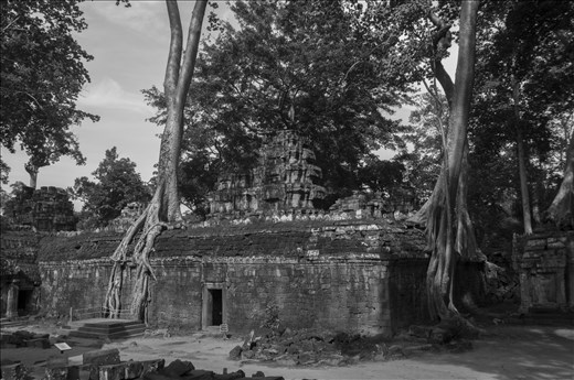 Raíces de Ta Prhom. Siem Reap. Camboya.