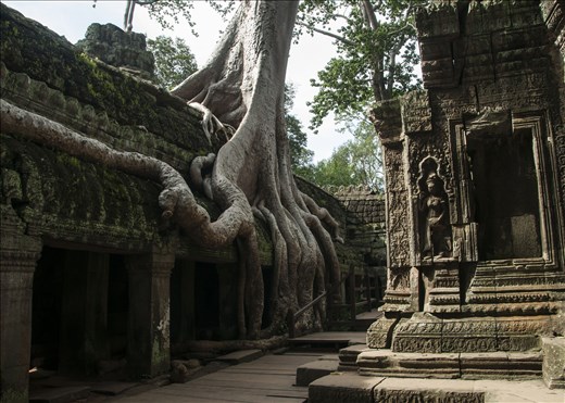 Raíces de Ta Prhom. Siem Reap. Camboya.
