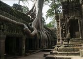 Raíces de Ta Prhom. Siem Reap. Camboya.: by manuel, Views[189]