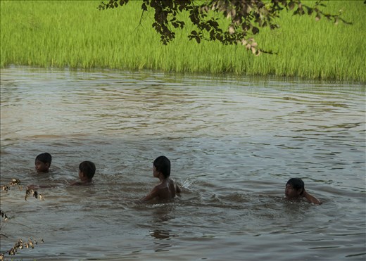 Chavales refrescándose en arrozales. Siem Reap