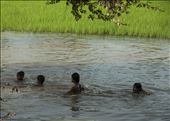 Chavales refrescándose en arrozales. Siem Reap: by manuel, Views[324]