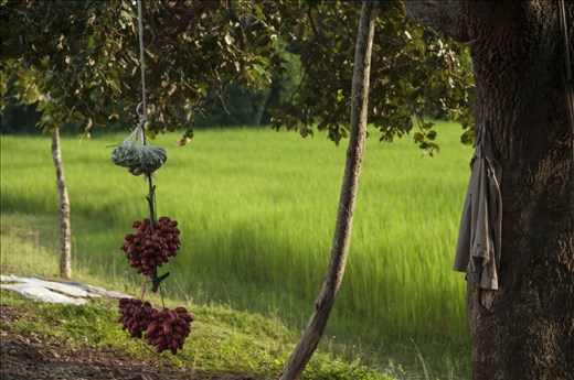 Puesto de fruta. Siem Reap. Camboya.
