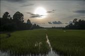 Arrozales al atardecer. Siem Reap. Camboya.: by manuel, Views[625]