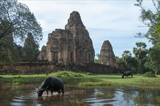 Buyes en el entorno de Angkor Wat. Siem Reap. Camboya.