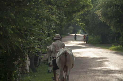 Paseando con sus vacas. Angkor Wat. Siem Reap. Camboya.