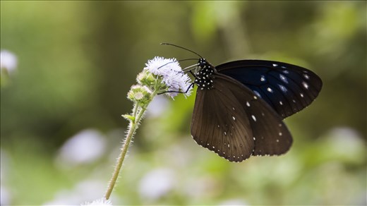 Mariposas de Victoria Peak