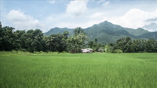 Así son los arrozales. El Nido