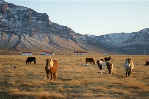 Pulled over at the side of the road to meet these beautiful icelandic horses