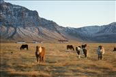 Pulled over at the side of the road to meet these beautiful icelandic horses: by marbleandthemountains, Views[282]