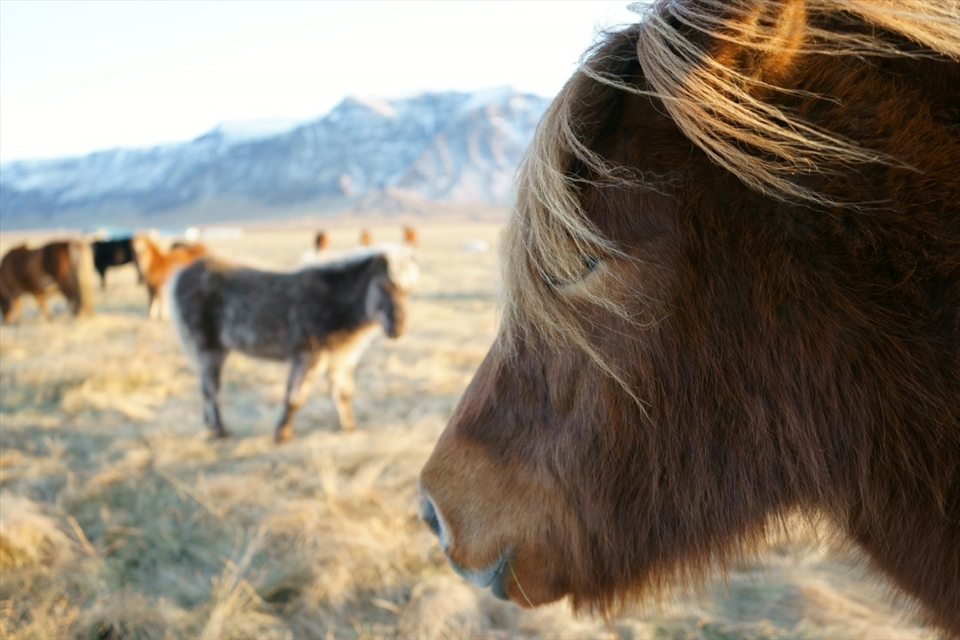 The icelandic horses have a sort of magnetic personality to them