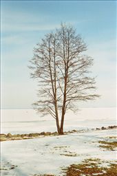 A lonely tree standing near the sea waiting for the spring at Peterhoff: by marcelo, Views[387]