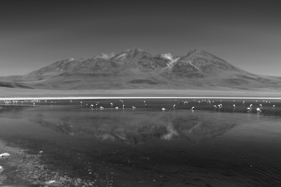 Uyuni Bolivia. 
Andean Flamingos. 