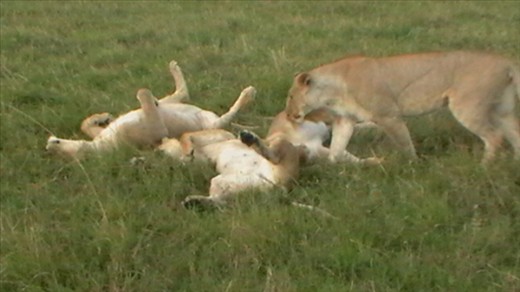 Lazing about on a Saturday afternoon. 