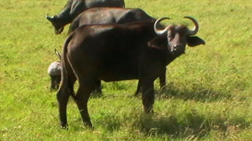 What are you doing in my patch?? Buffalo sizing us up.