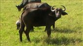 What are you doing in my patch?? Buffalo sizing us up.: by marciechiwi, Views[263]