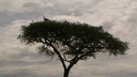 Vulture waiting for the dregs of a kill