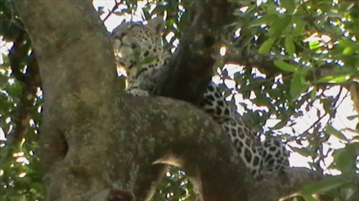 Looking up at this majestic feline