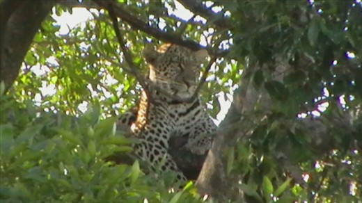 Leopard 'hanging out' in a tree. So super excited to have seen him!