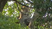 Leopard 'hanging out' in a tree. So super excited to have seen him!: by marciechiwi, Views[944]