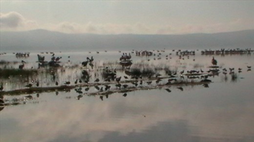 Pelicans on Lake Nukuru. Obligatory artistic shot