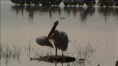 Pelican welcoming us: by marciechiwi, Views[228]