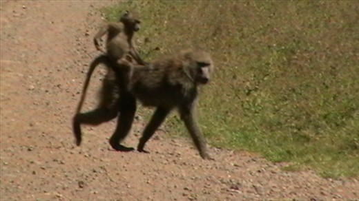 Just hitching a ride as you do