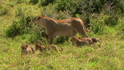 One of the best sights ever! A Mama lion with her 4 cubs, awwww