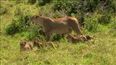 One of the best sights ever! A Mama lion with her 4 cubs, awwww: by marciechiwi, Views[335]