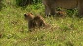 Baby puss-cats!: by marciechiwi, Views[311]