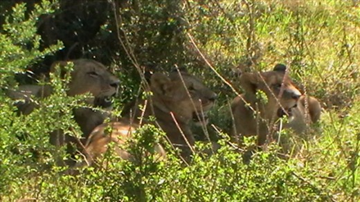 Three ladies hanging out in the shade