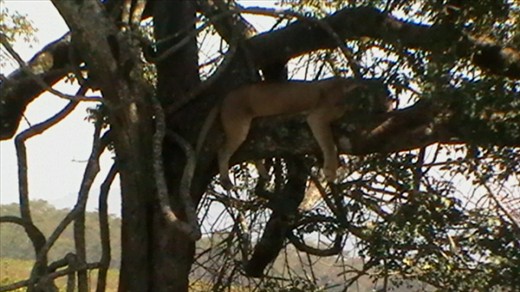 I guess it isn't just leopards that like to 'hang out' in trees